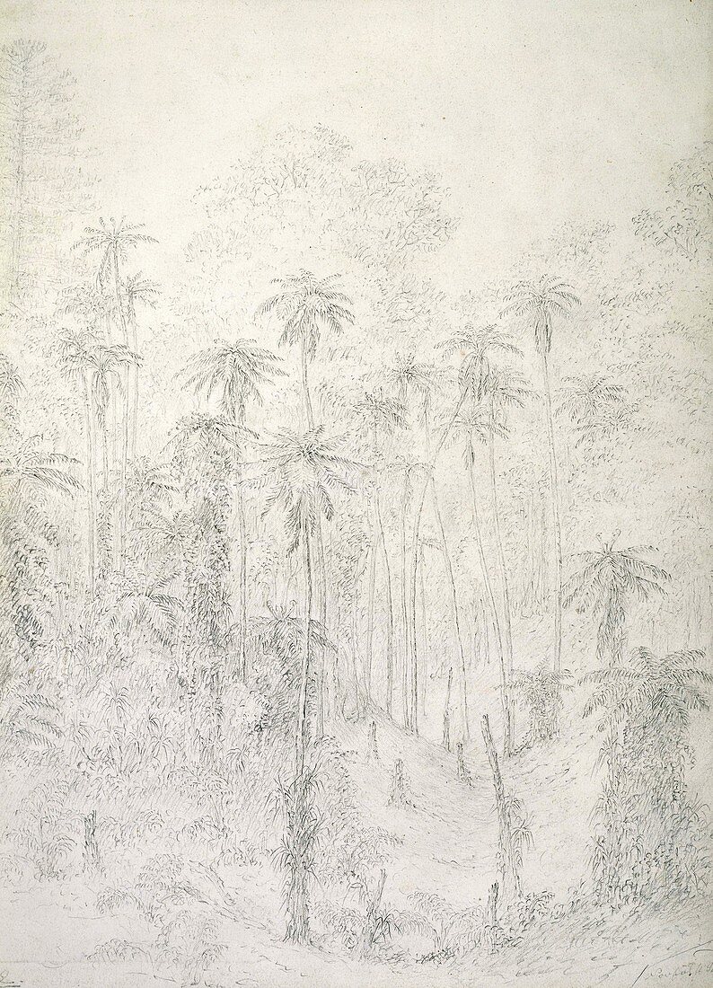Norfolk Island trees,1801