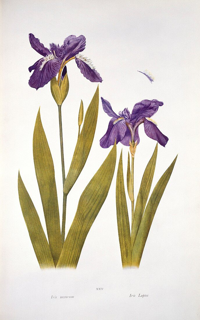 Iris tectorum and 'Loptec' (1913)