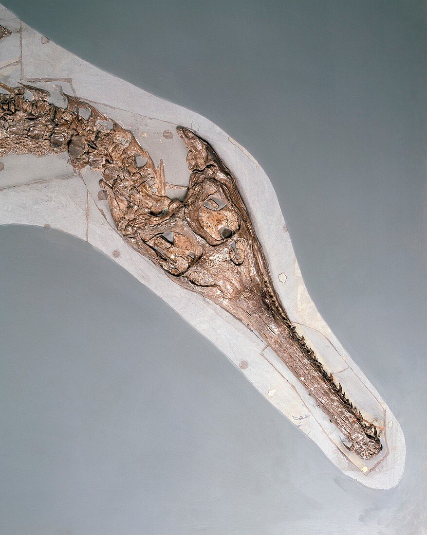 Steneosaurus crocodilian,fossil skull
