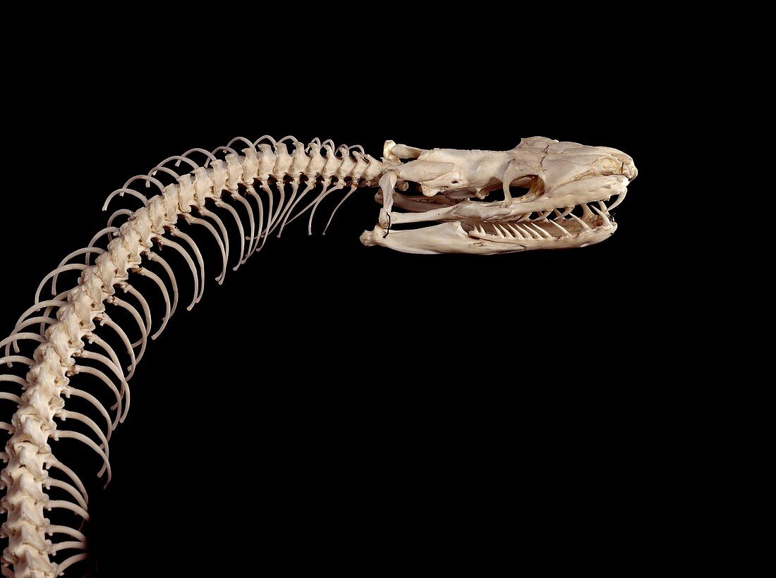 Tiger python snake,skull and neck bones