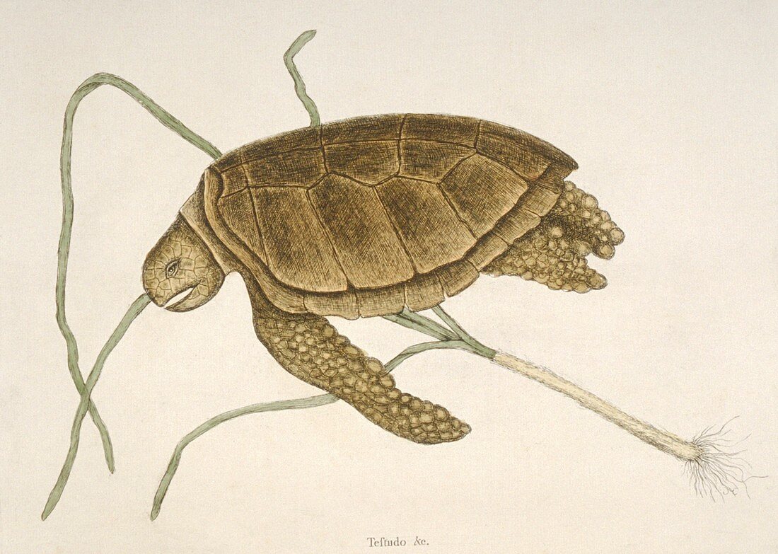 Green sea turtle,18th century