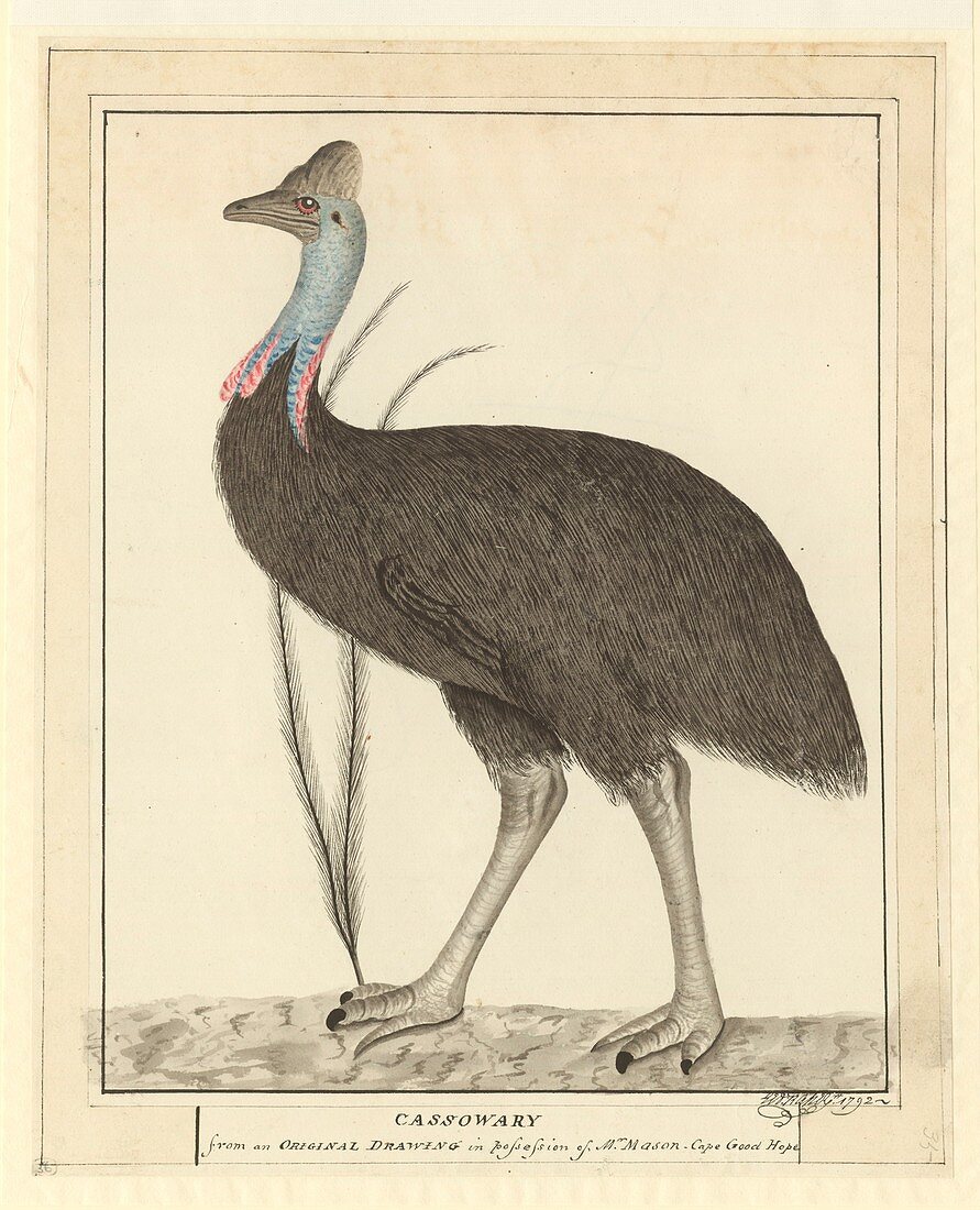 Southern cassowary,18th century