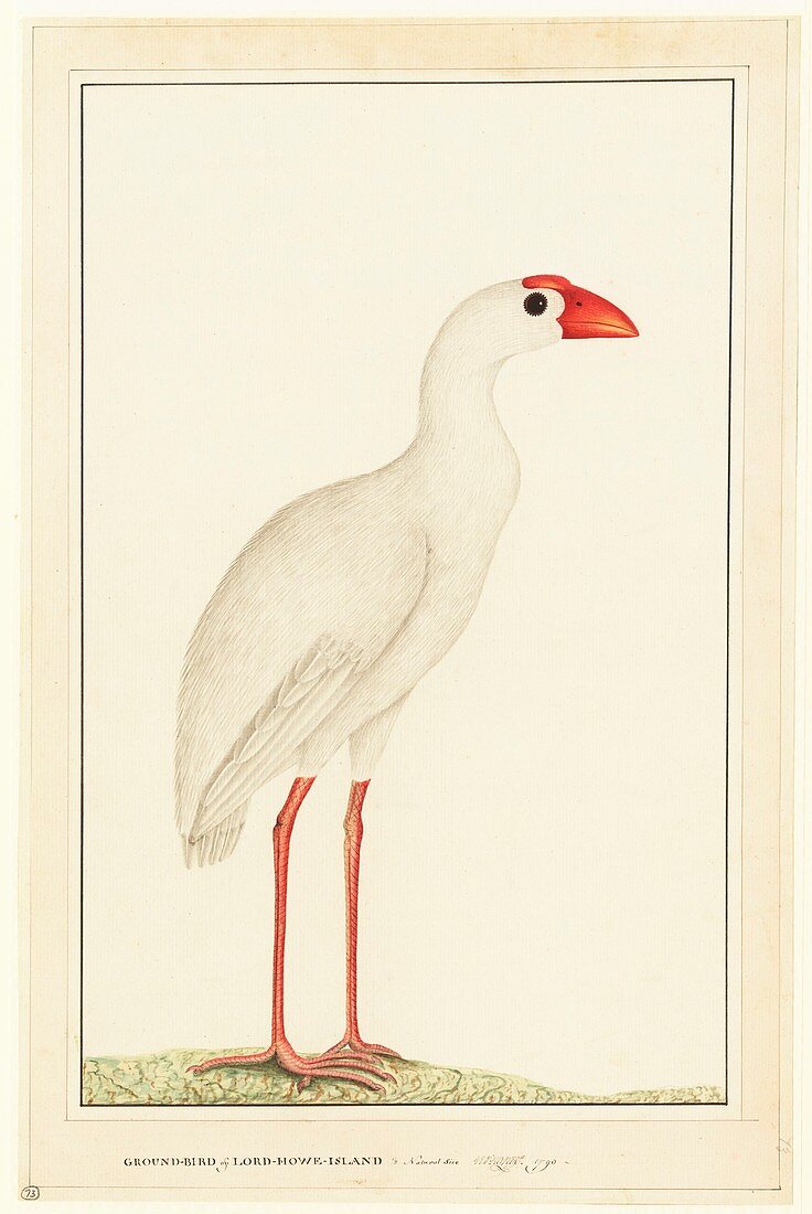 Lord Howe swamp hen,18th century