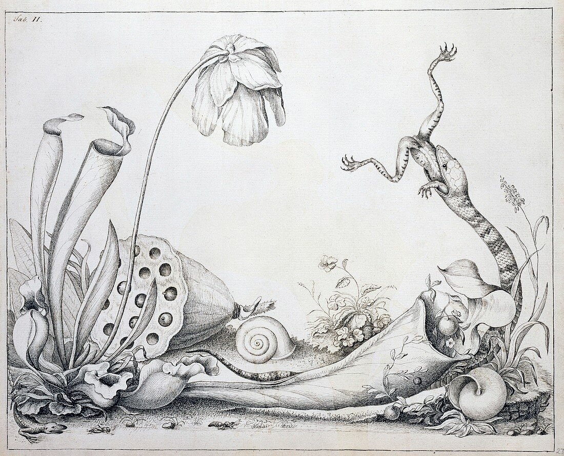 Pitcher plants and snake,18th century