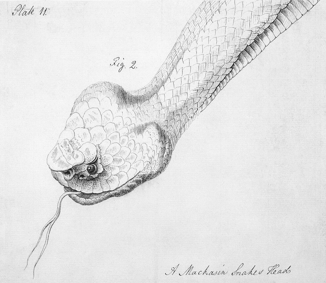 Agkistrodon pit viper,18th century