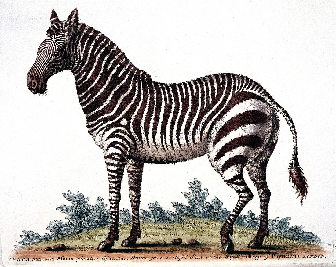 Zebra,18th century