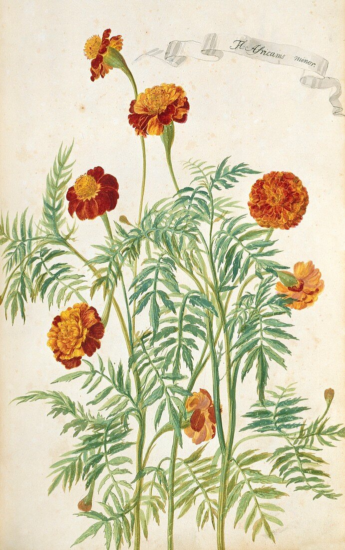 Marigold (Aricanis minor)