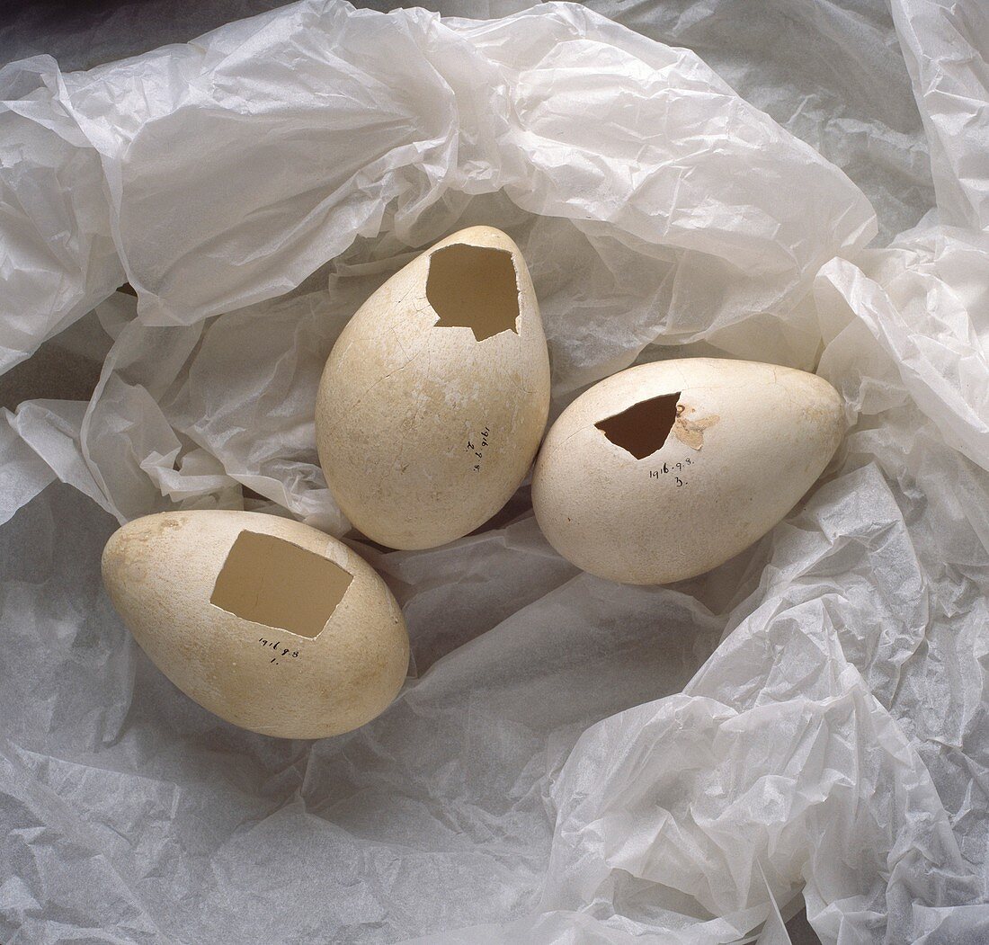 Emperor penguin eggs