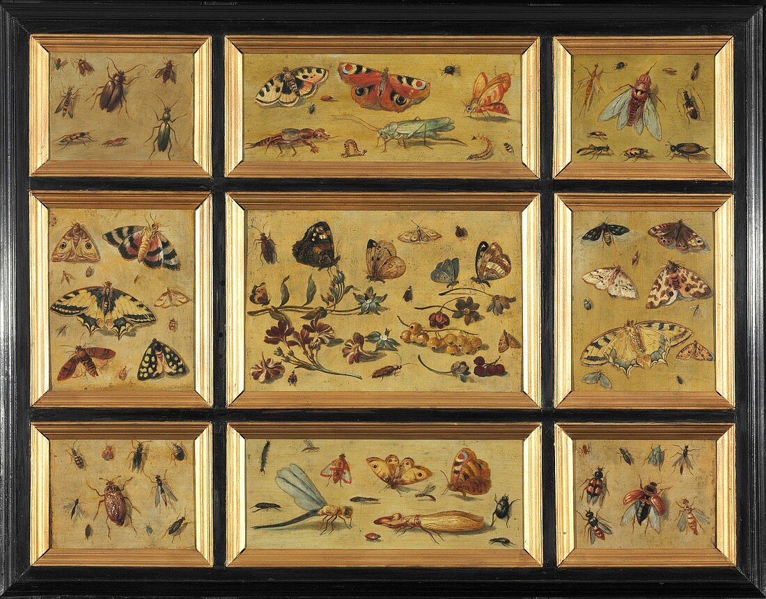 Butterflies and other insects,artwork