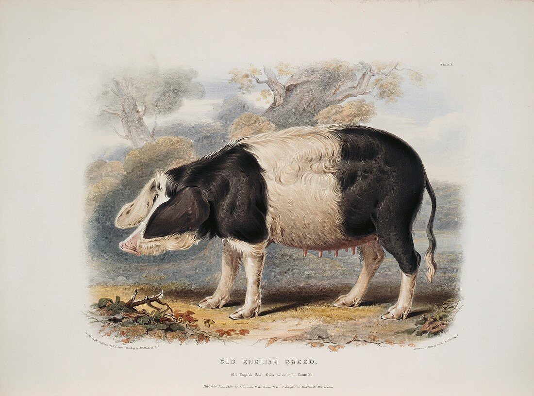 Old English breed sow,artwork