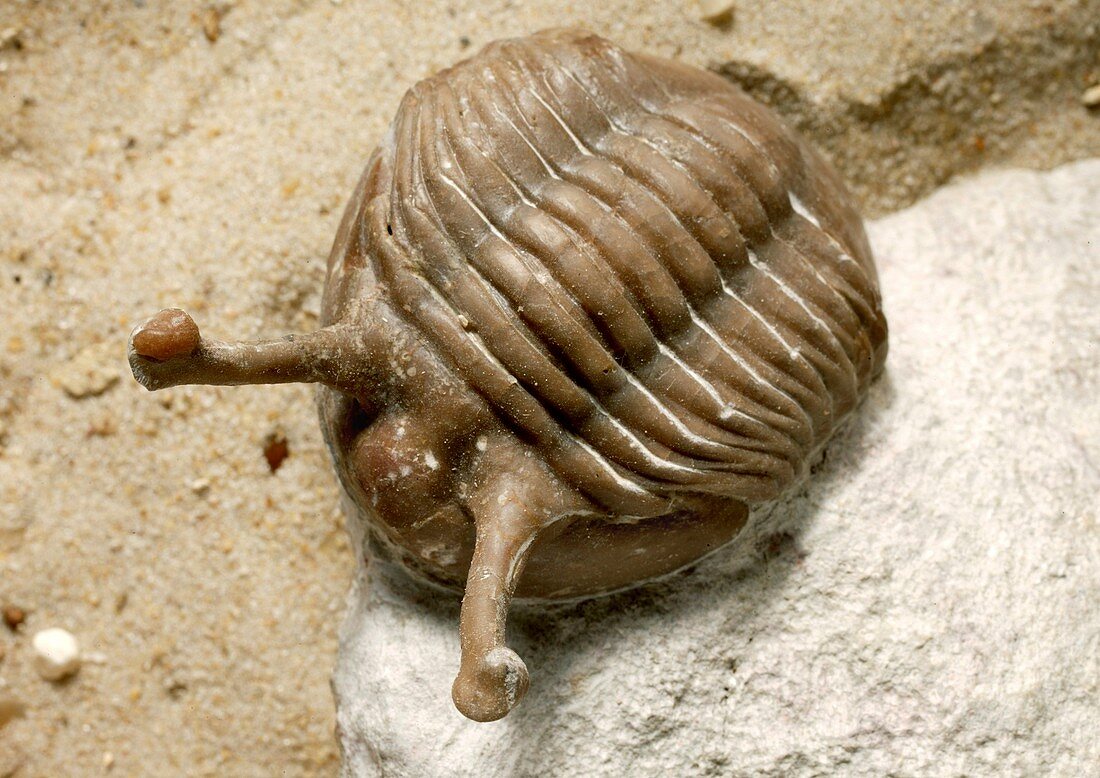 Stalk-eyed trilobite fossil