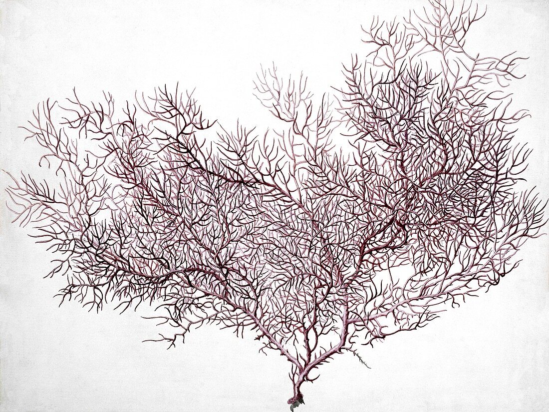 Gorgonian coral,artwork