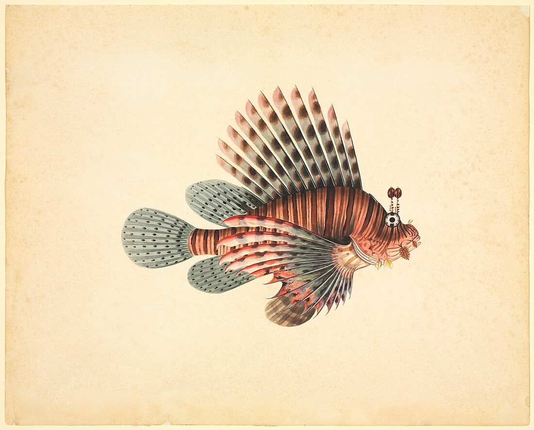 Red lionfish,19th century
