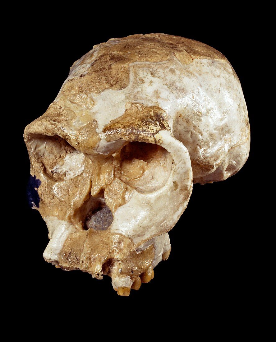 Homo habilis cranium (OH 24)
