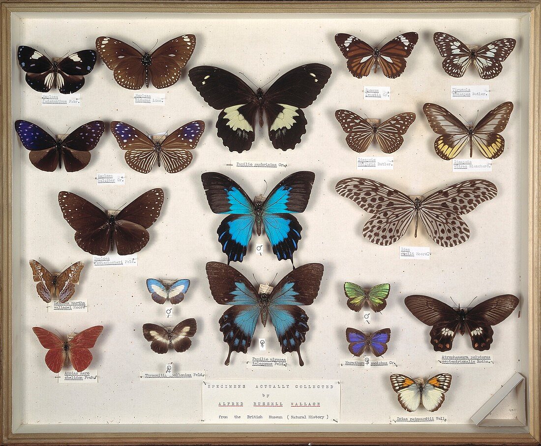 Wallace's Malay butterflies,19th century