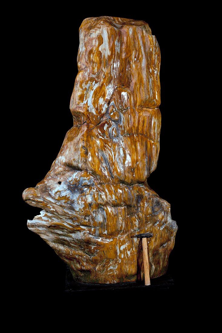 Petrified wood specimen