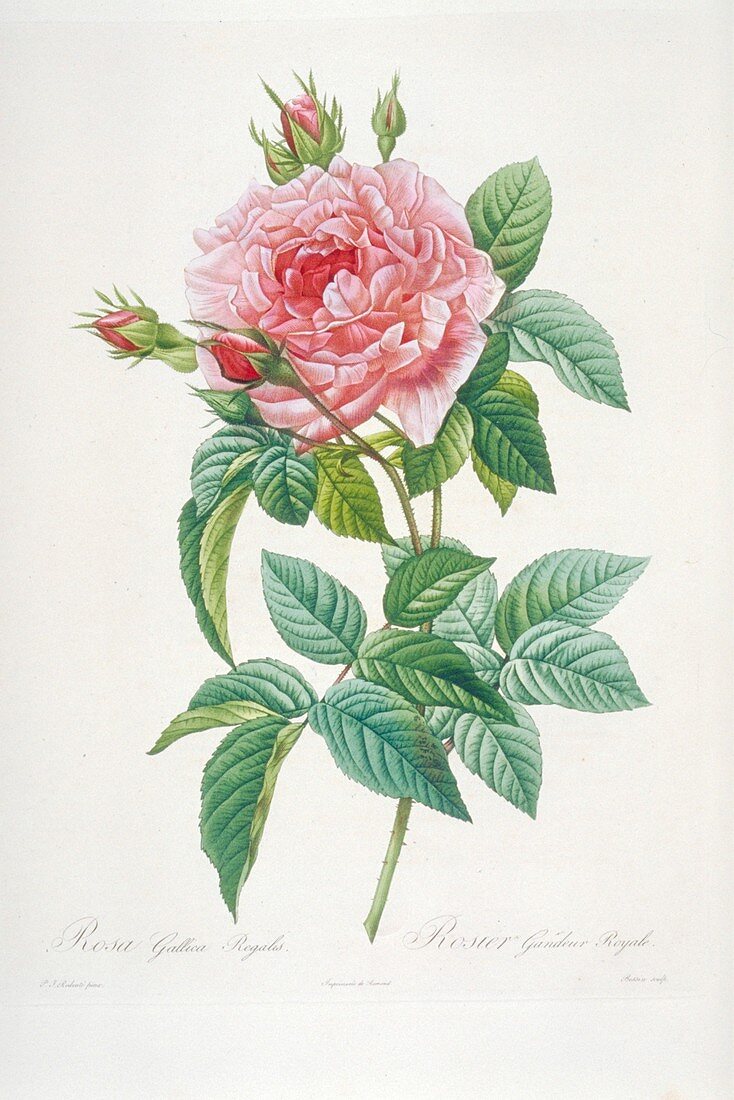 Rosa gallica regalis,19th century