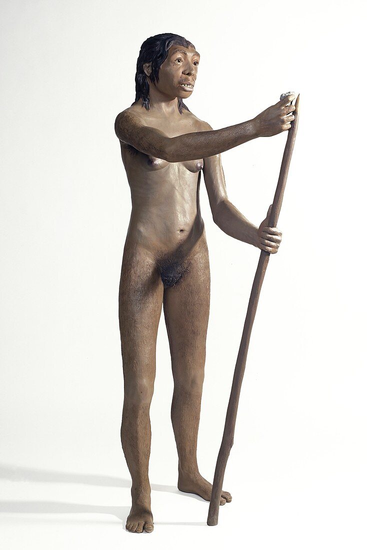 Homo neanderthalensis (Tabun C1)