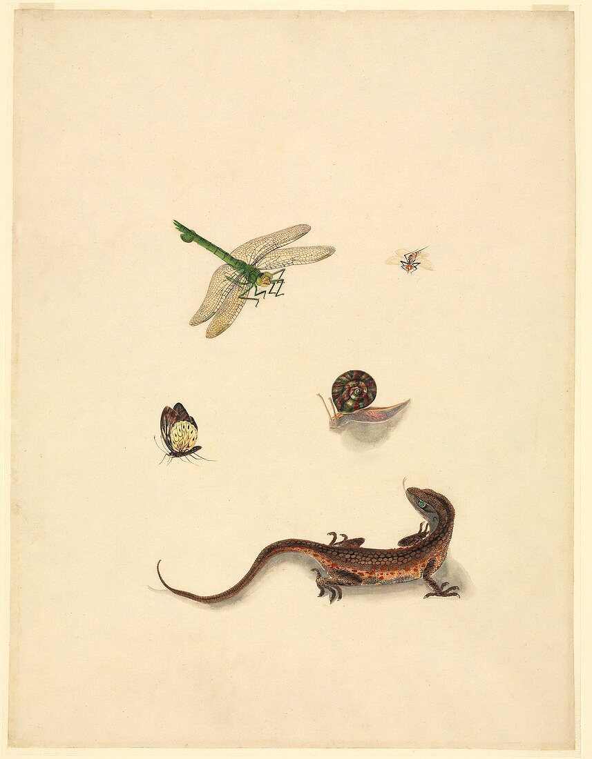 Assorted Chinese animals,19th century