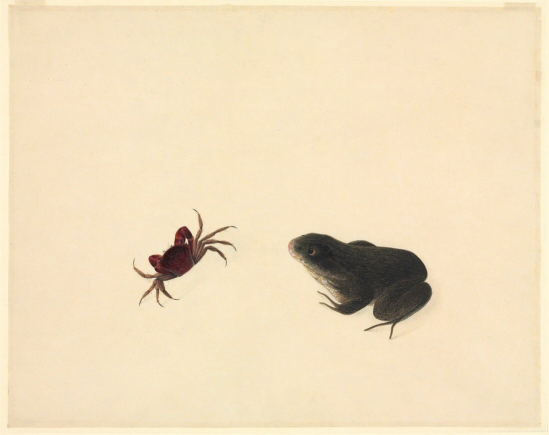 Crab and frog,19th century