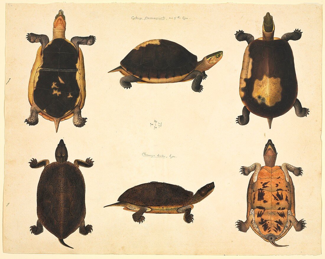 Chinese turtles,19th century