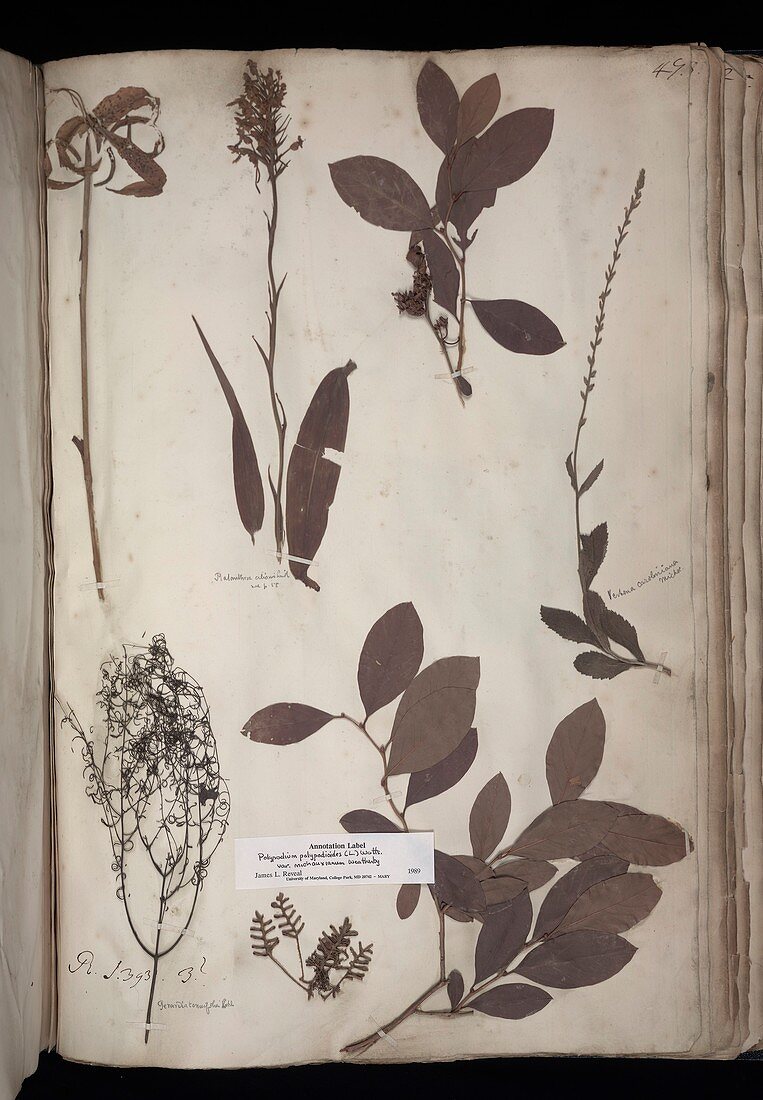Lawson plant specimens
