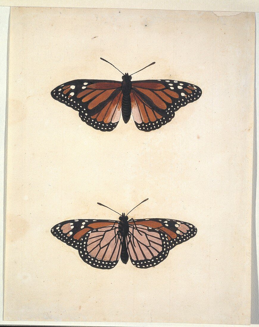 Butterflies,18th century artwork