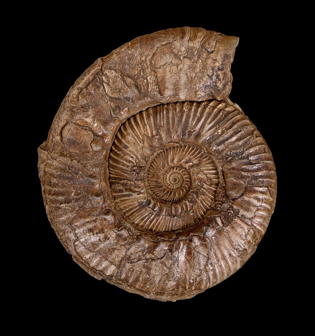 Ammonite fossil