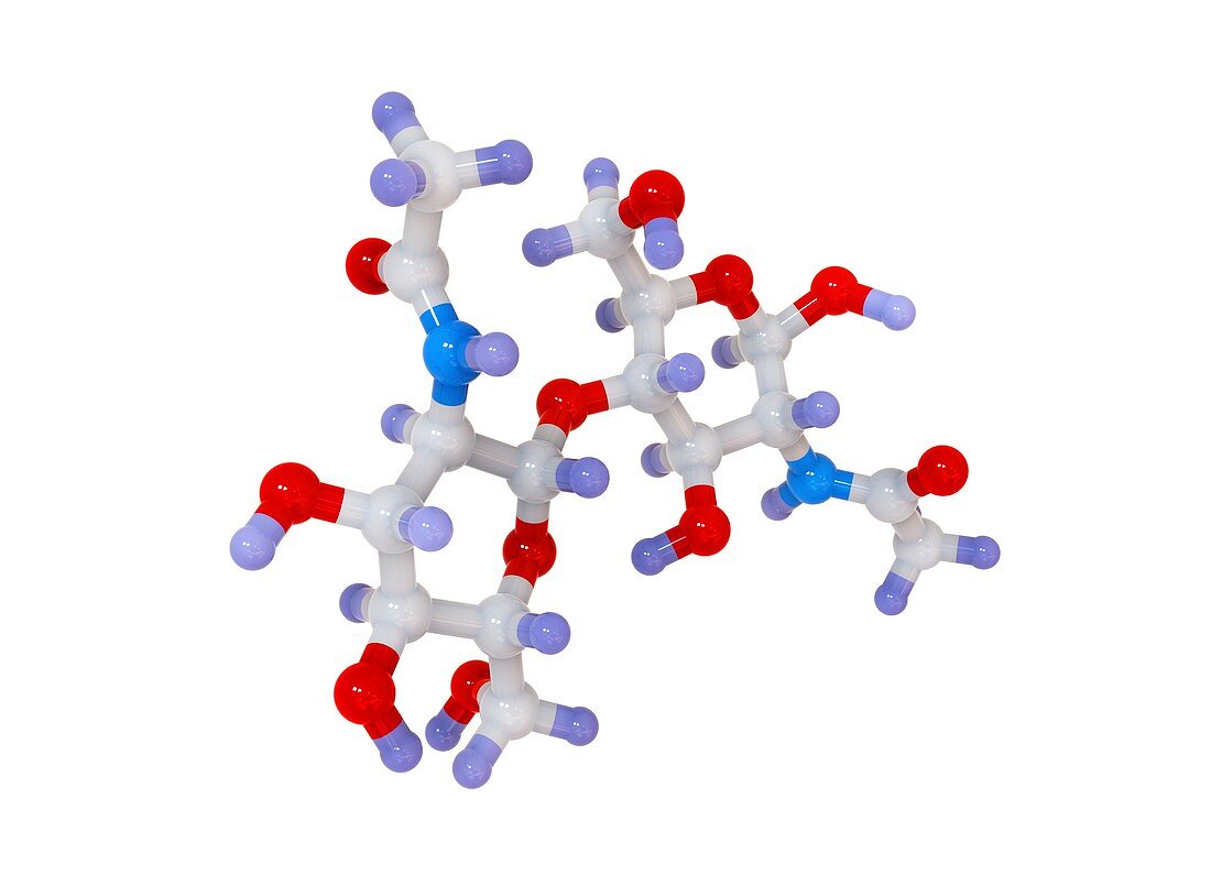 Chitin,molecular model