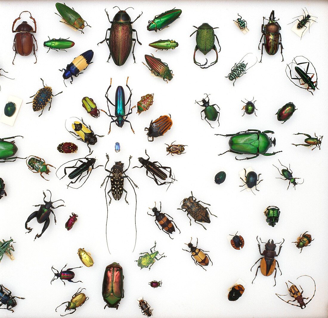 Various beetle specimens