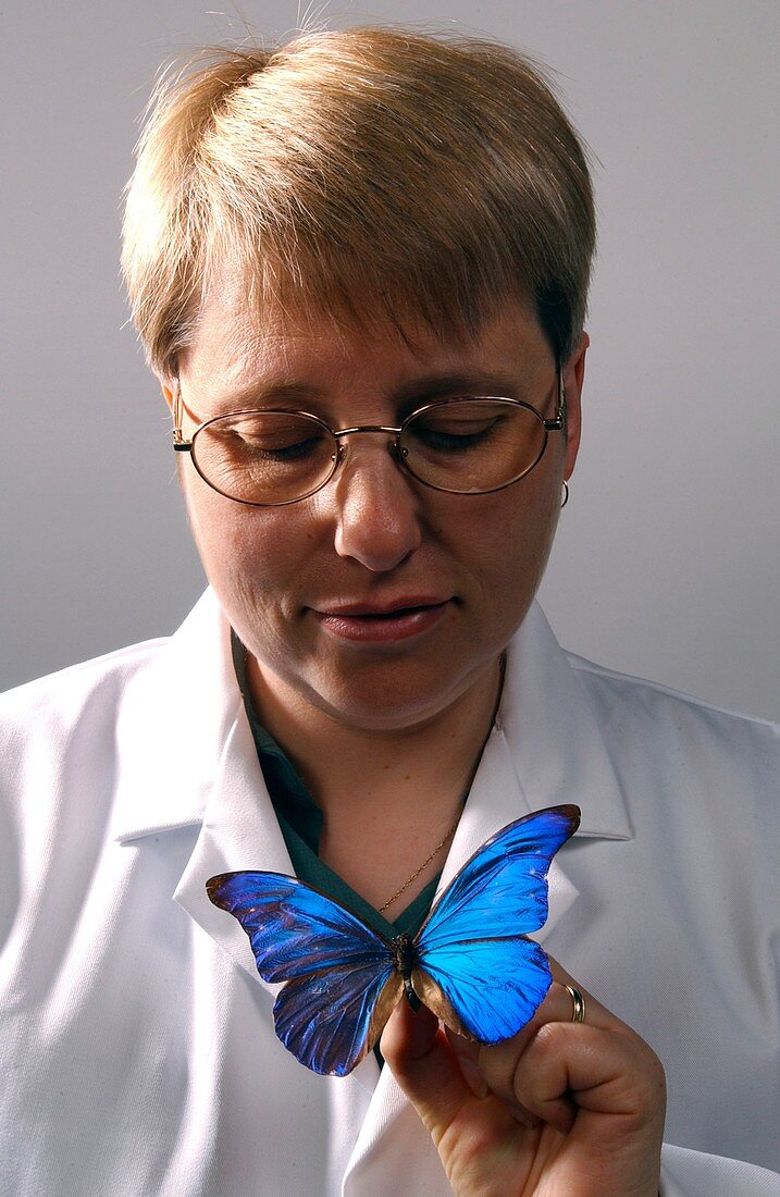 Curator with butterfly specimen