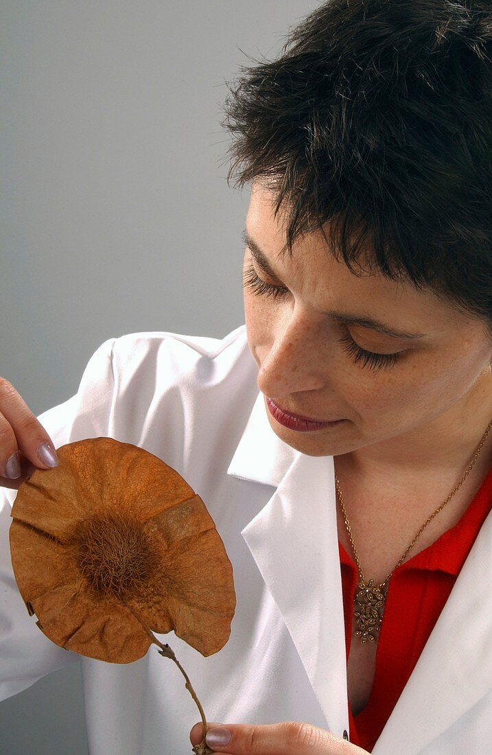 Curator with botanical specimen