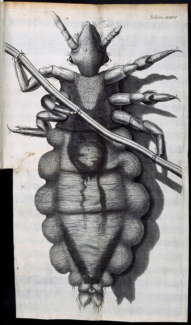 Louse,17th-century microscopy
