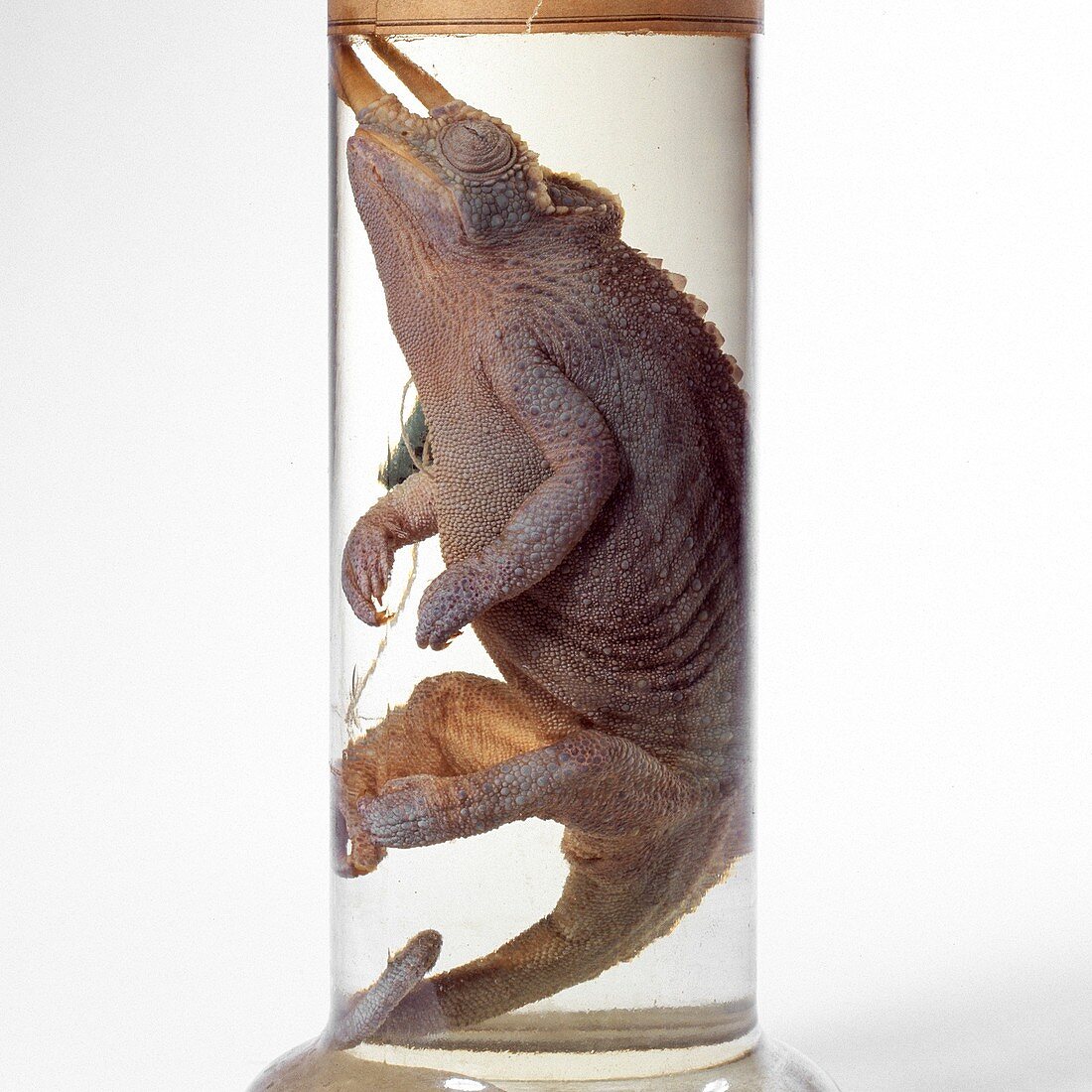 Jackson's chameleon specimen