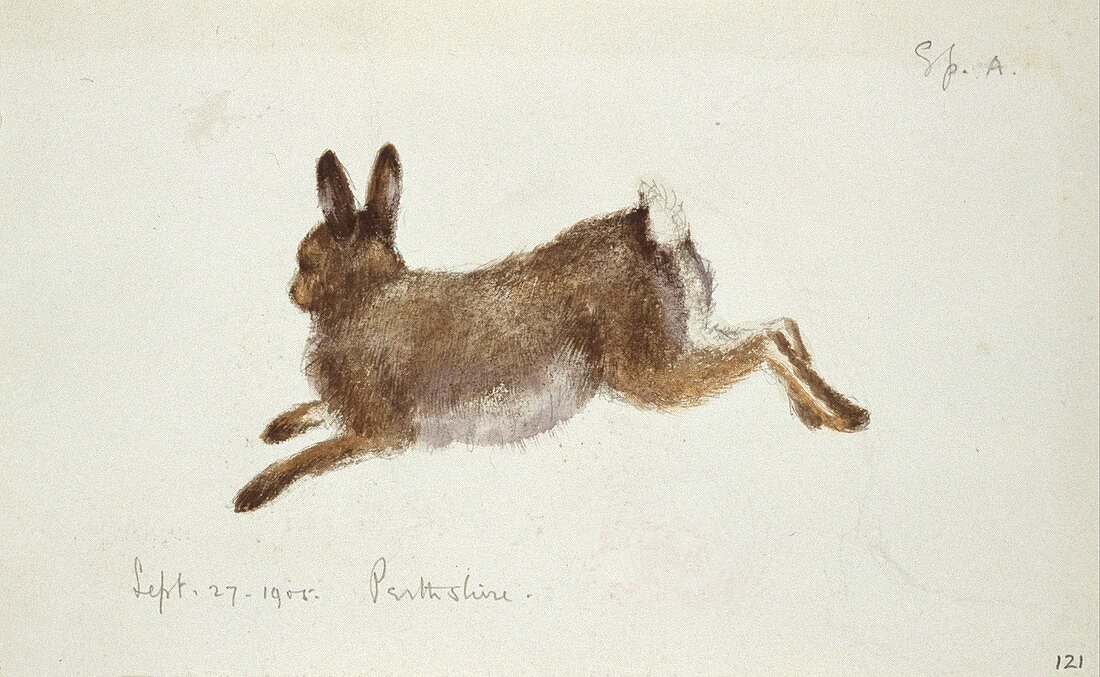 Arctic hare,artwork