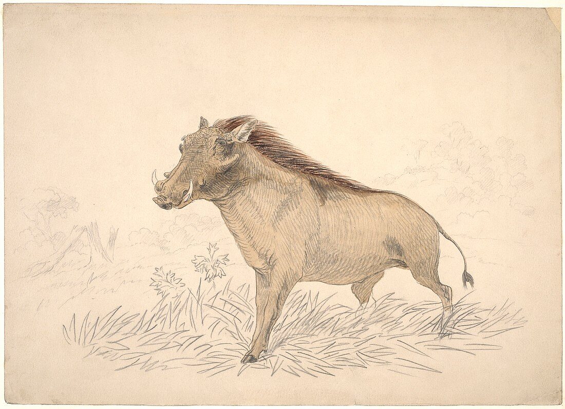 Common warthog,artwork