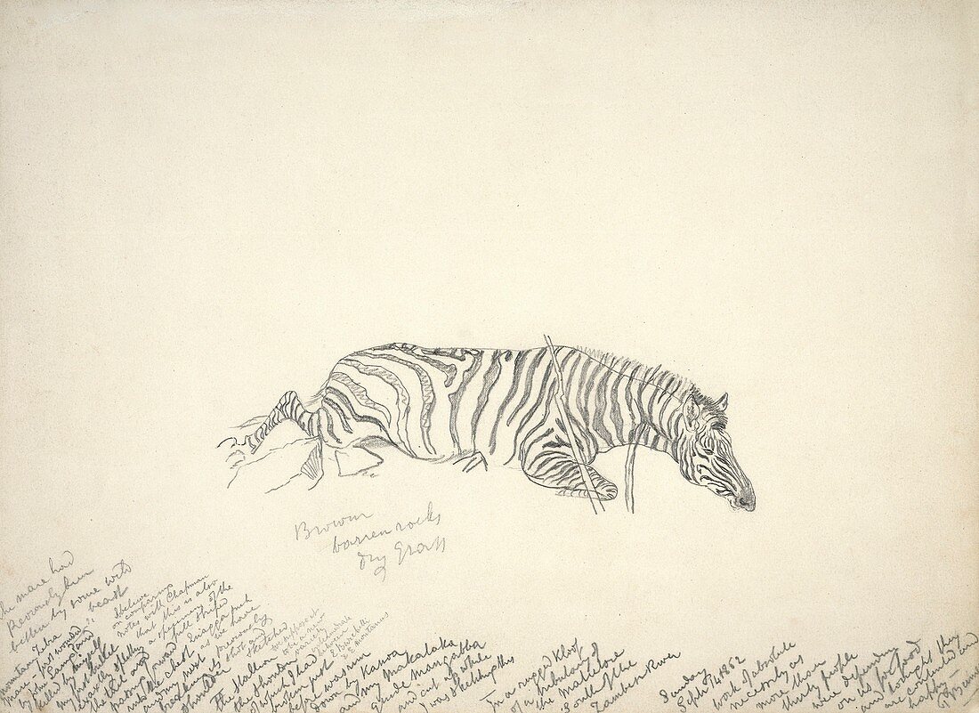 Dead mountain zebra,artwork