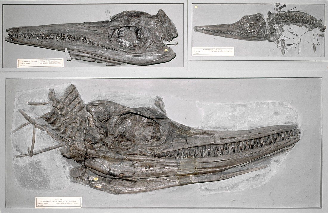 Ichthyosaurus communis fossil