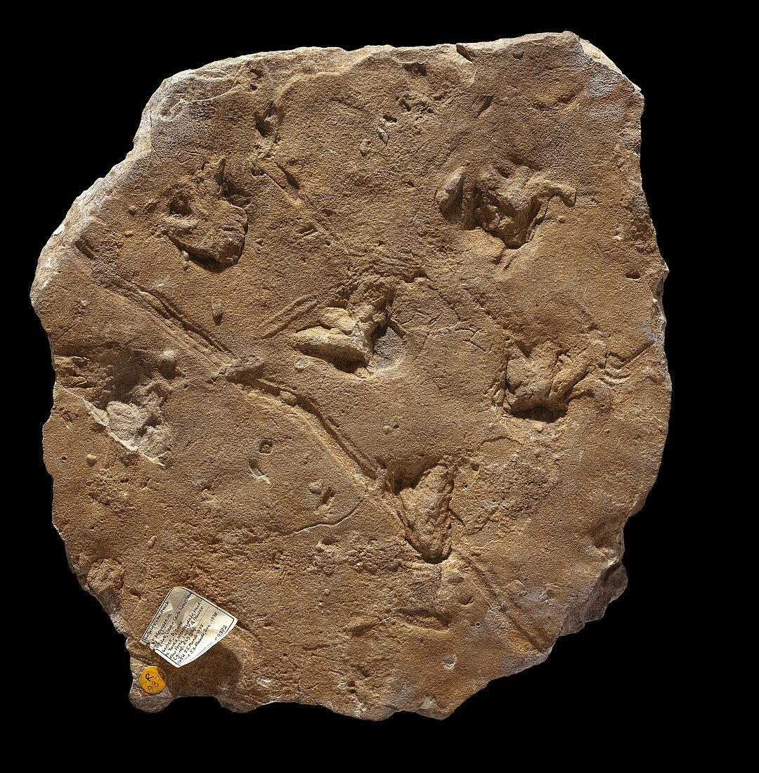 Fossil amphibian footprints