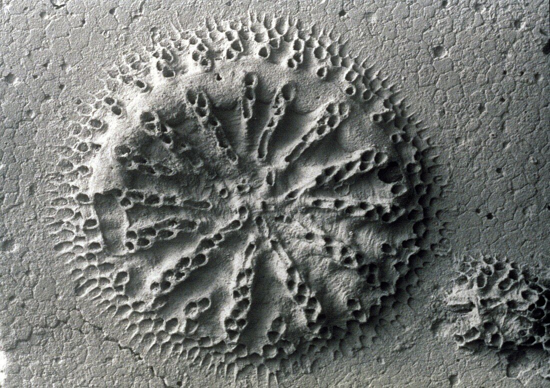 Fossil bryozoan,SEM