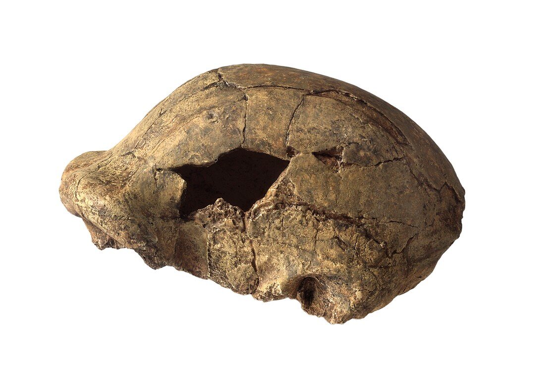 Homo erectus cranium OH 9