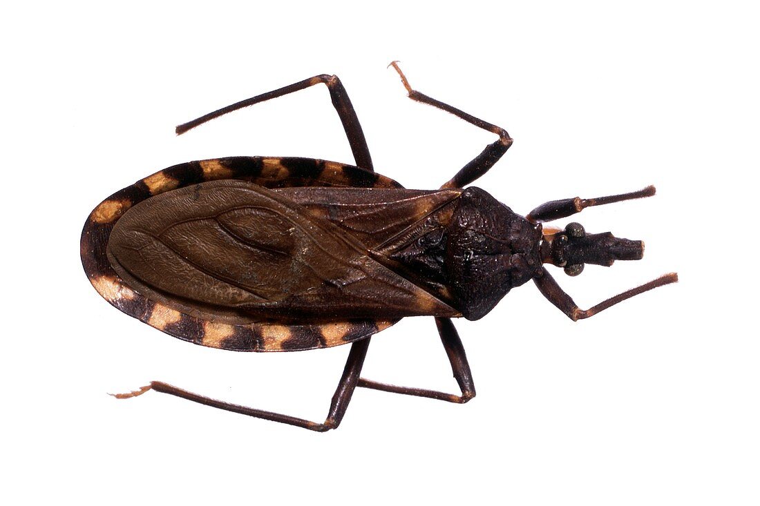 Kissing bug