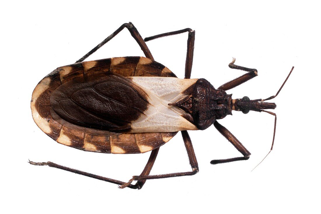 Triatomine bug