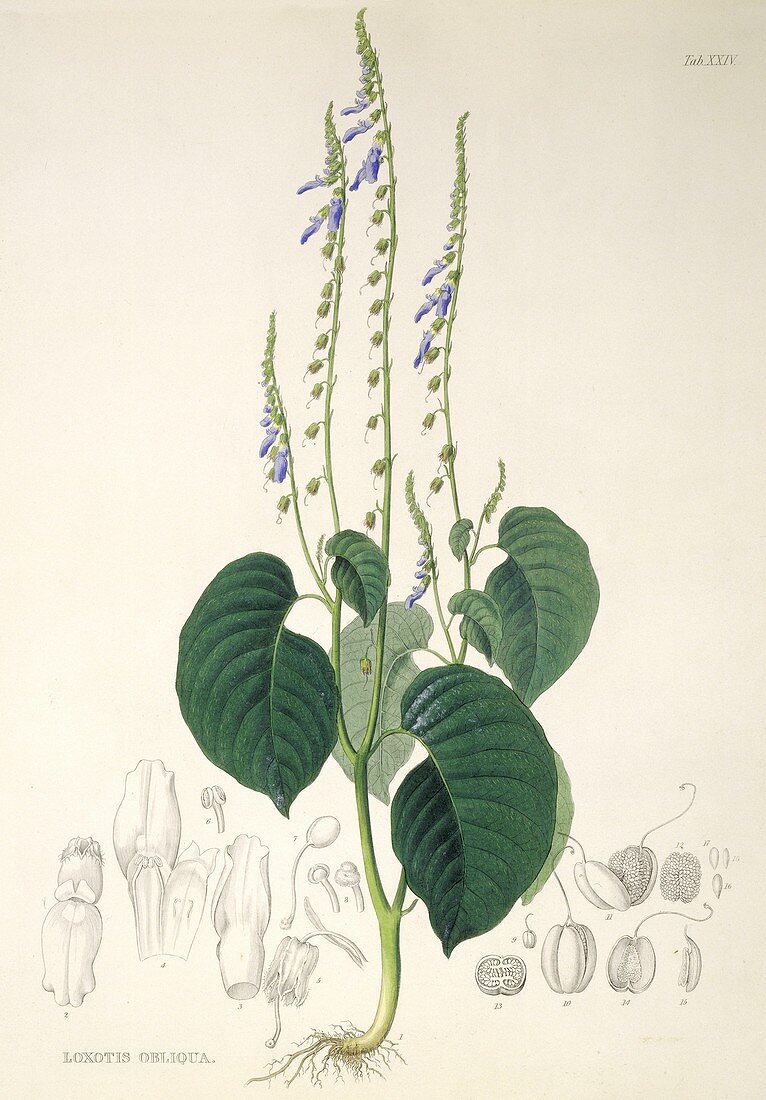 Rhynchoglossum obliquum,artwork