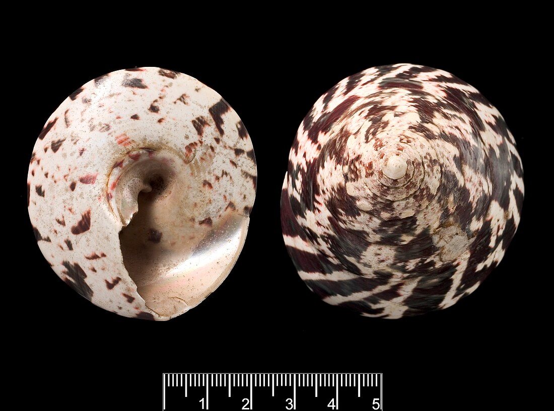 Trochus snail shells