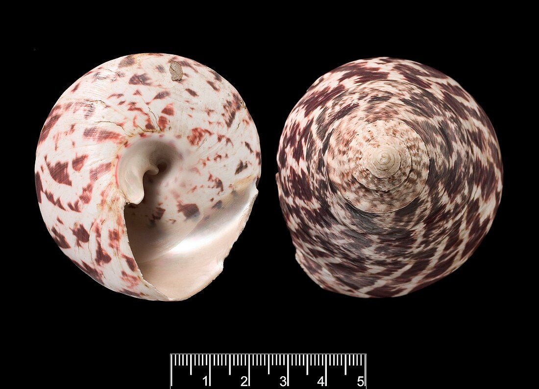 Trochus snail shells
