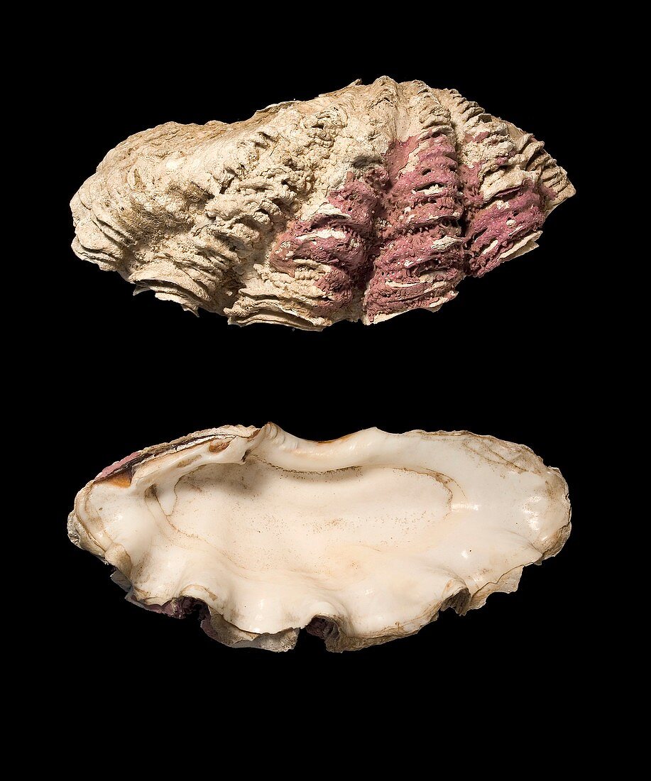 Giant clam shells