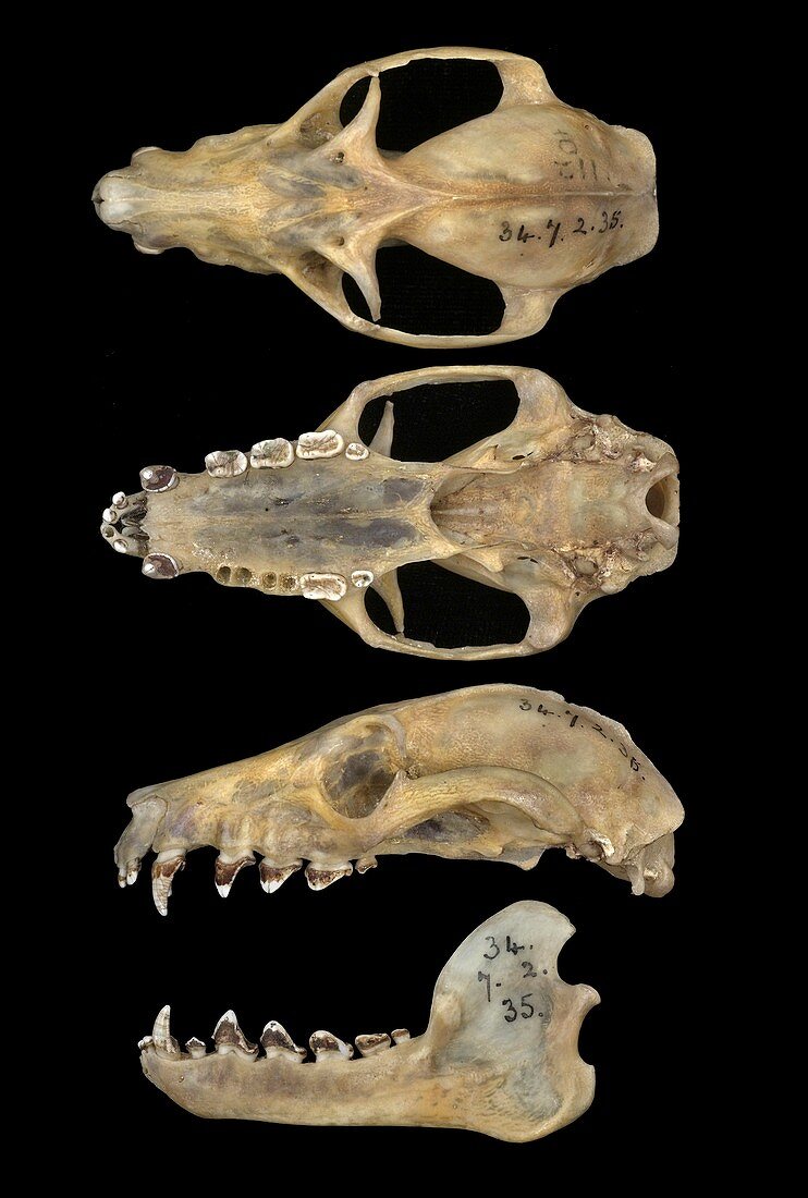 Comoro black flying fox skulls