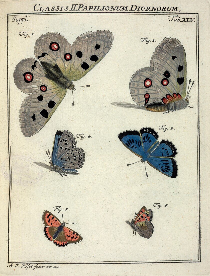 Butterflies,18th century artwork