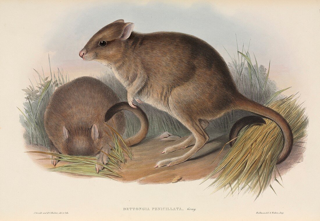 Brush-tailed bettongs,artwork